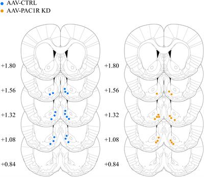 Viral-Mediated Knockdown of Nucleus Accumbens Shell PAC1 Receptor Promotes Excessive Alcohol Drinking in Alcohol-Preferring Rats